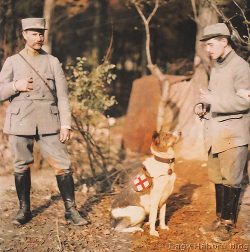 Egészségügyi kutya a francia hadseregben
