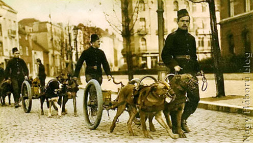 Vontató kutyák a belga hadseregben