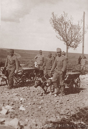 Útépítéshez használt kutyavonat az osztrák-magyar hadseregben